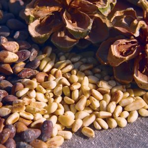 Only A True Trivia Genius Can Ace This Quiz In One Go Pine nut