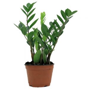 Can We Guess Your Age By The Grown-Up Choices You Make? Quiz Plant