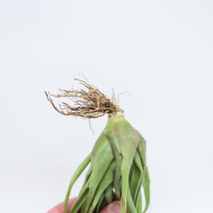 Do You Have the Smarts to Pass This General Knowledge Test? Roots