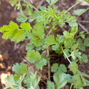 Build Gross Burger To Know What You Should Be For Hallo… Quiz Cilantro