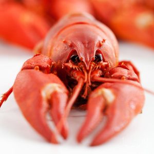 This General Knowledge Trivia Quiz Will Test Every Corner of Your Mind Crawfish