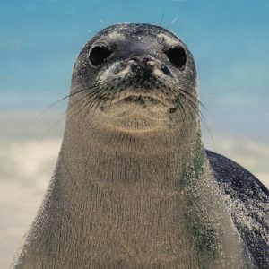 This Strange Animal Facts Quiz Gets Harder With Each Question — Can You Get 10/15? Seal