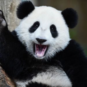 What Continent Should I Live In? Panda