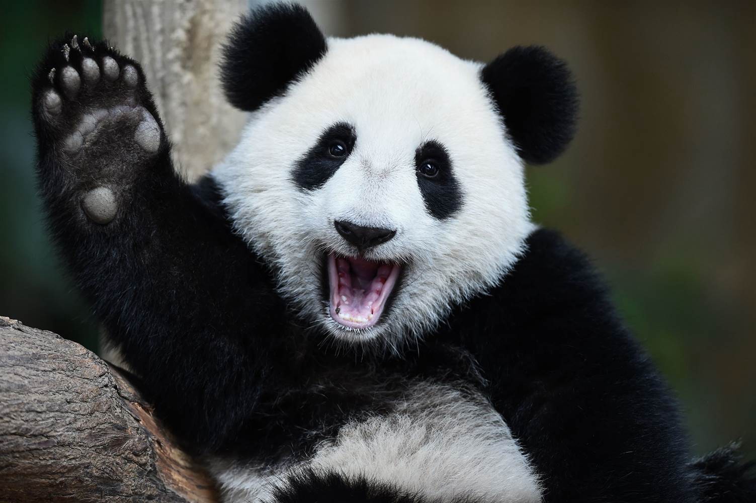 Can You Match These Animals With Their Natural Food Source? Giant panda bear