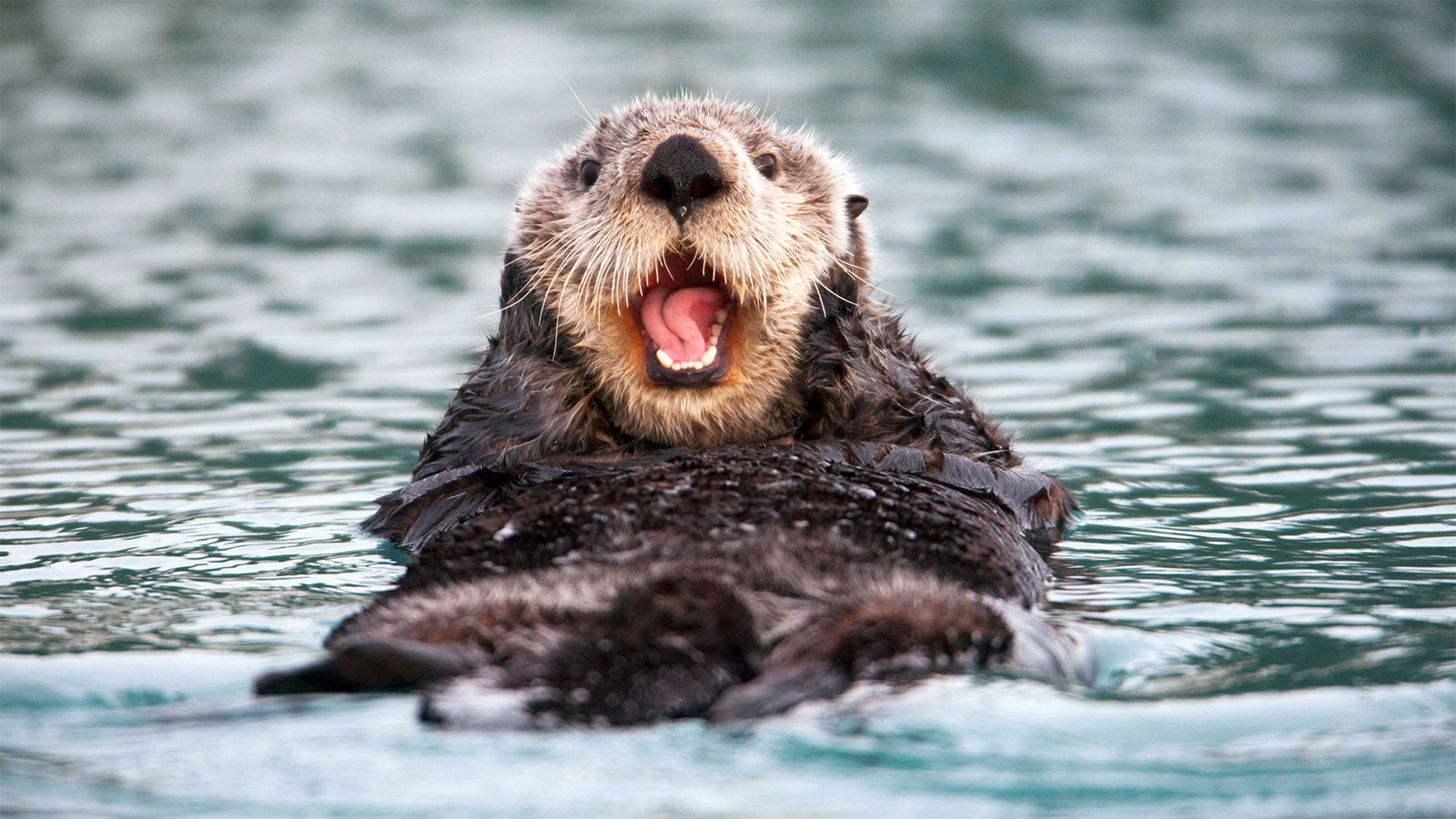 You got: Otter! Which Cute Animal Are You?