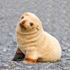 Build a Squad of Cute Baby Animals and We’ll Reveal What People Love Most About You Seal