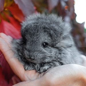 Build a Squad of Cute Baby Animals and We’ll Reveal What People Love Most About You Chinchilla