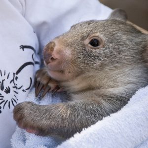 Build a Squad of Cute Baby Animals and We’ll Reveal What People Love Most About You Wombat