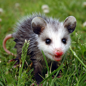 Do You Know a Little Bit About Everything? Opossum