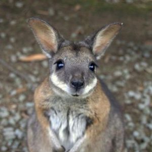Build a Squad of Cute Baby Animals and We’ll Reveal What People Love Most About You Kangaroo