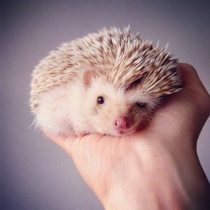 Build a Squad of Cute Baby Animals and We’ll Reveal What People Love Most About You Porcupine