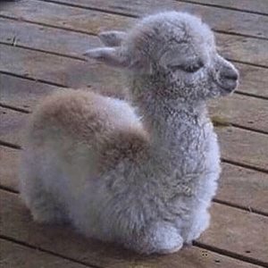 Build a Squad of Cute Baby Animals and We’ll Reveal What People Love Most About You Llama