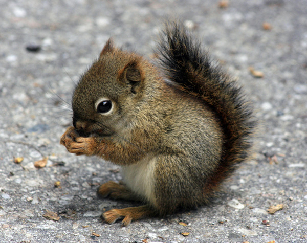 Can You Match These Animals With Their Natural Food Source? baby Squirrel
