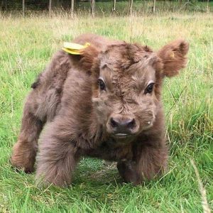 Build a Squad of Cute Baby Animals and We’ll Reveal What People Love Most About You Cow