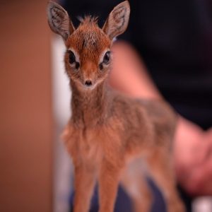 Build a Squad of Cute Baby Animals and We’ll Reveal What People Love Most About You Antelope