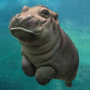 Build a Squad of Cute Baby Animals and We’ll Reveal What People Love Most About You Hippopotamus