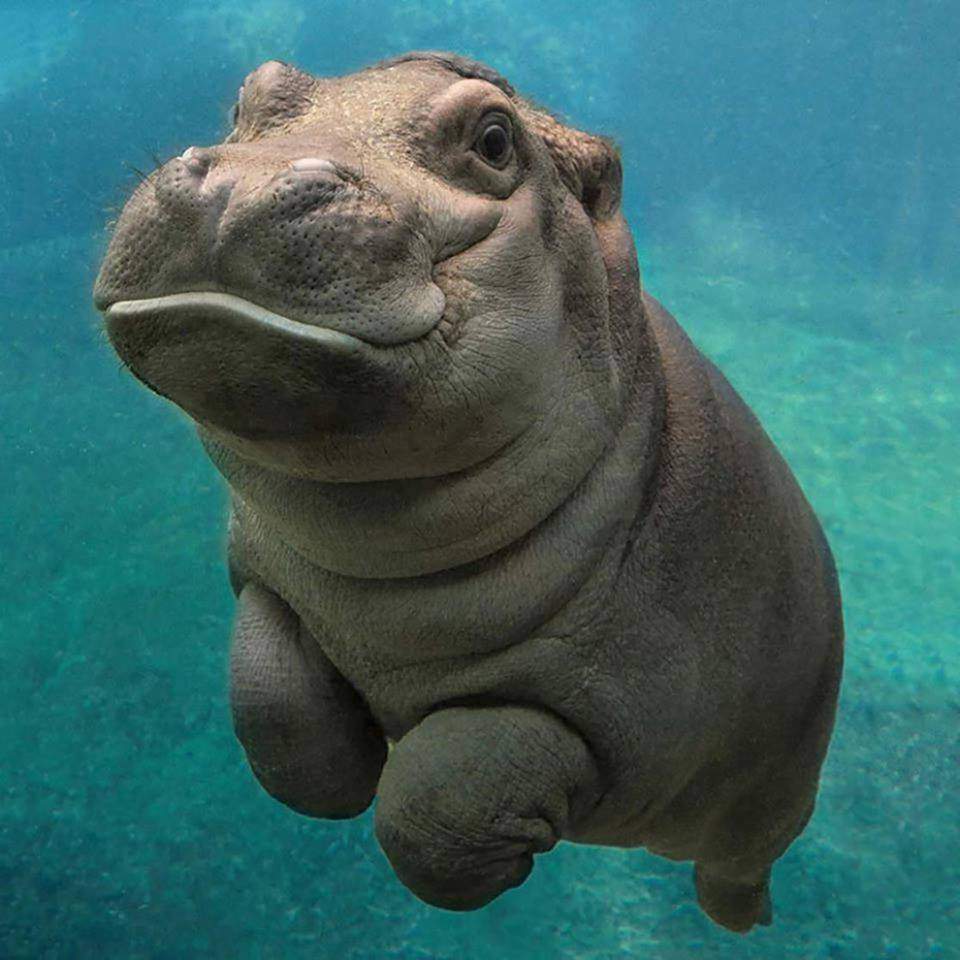 baby Hippopotamus