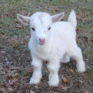 Build a Squad of Cute Baby Animals and We’ll Reveal What People Love Most About You Goat