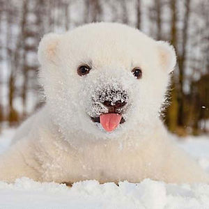 This 🍦 Ice Cream Vs 🐶 Baby Animals “Would You Rather” Will Be the Hardest Quiz You’ll Take Today Polar bear cubs
