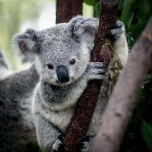 Do You Know a Little Bit About Everything? Koala bear