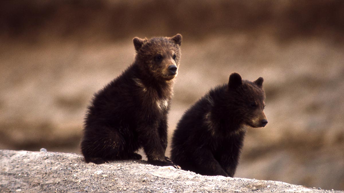 Hey, We Bet You Can’t Get 14/20 on This Positive or Negative Word Quiz baby Brown bear