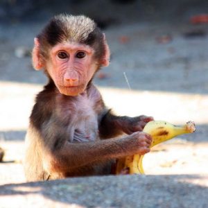 Build a Squad of Cute Baby Animals and We’ll Reveal What People Love Most About You Baboon