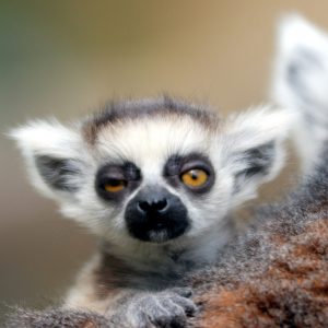 Can You Pass This “Jeopardy!” Trivia Quiz About Animals? What is a lemur?