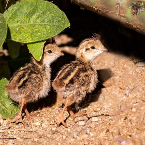 Build a Squad of Cute Baby Animals and We’ll Reveal What People Love Most About You Quail
