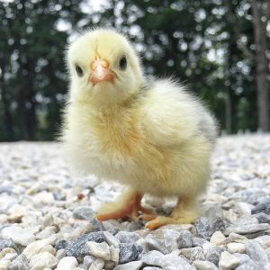 Build a Squad of Cute Baby Animals and We’ll Reveal What People Love Most About You Chicken
