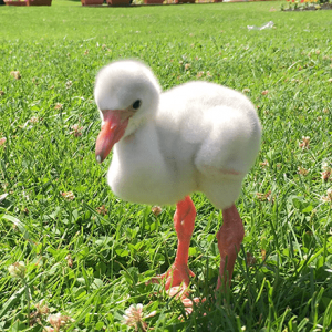 Build a Squad of Cute Baby Animals and We’ll Reveal What People Love Most About You Flamingo