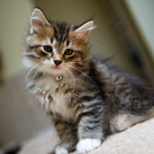 Build a Squad of Cute Baby Animals and We’ll Reveal What People Love Most About You Siberian