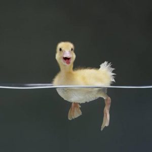 What Sound Are You? Duck