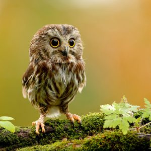 Build a Squad of Cute Baby Animals and We’ll Reveal What People Love Most About You Owlet