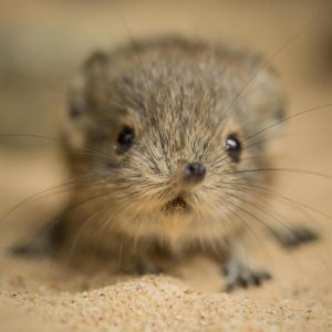 Build a Squad of Cute Baby Animals and We’ll Reveal What People Love Most About You Shrewlet