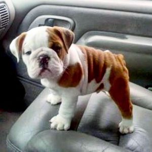 Build a Squad of Cute Baby Animals and We’ll Reveal What People Love Most About You English Bulldog