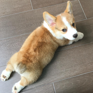 Build a Squad of Cute Baby Animals and We’ll Reveal What People Love Most About You Corgi
