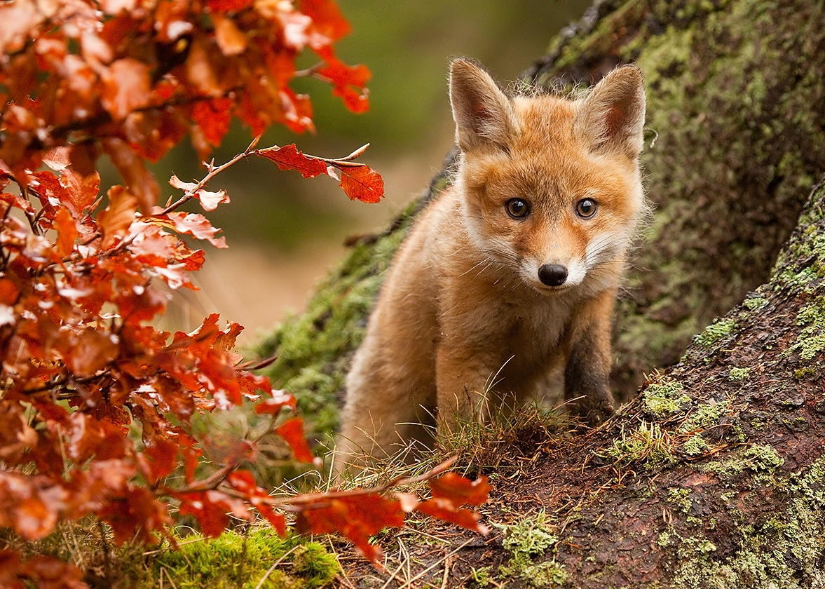 Build a Squad of Cute Baby Animals and We’ll Reveal What People Love Most About You Fox cub
