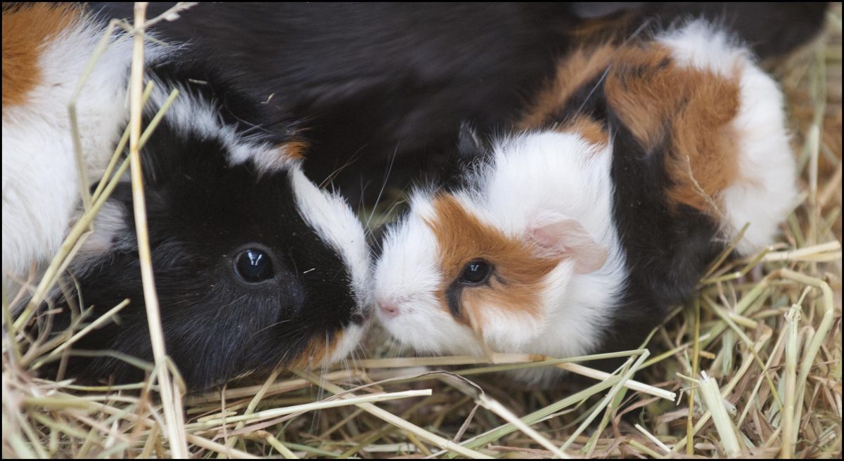 Build a Squad of Cute Baby Animals and We’ll Reveal What People Love Most About You baby Guinea pigs