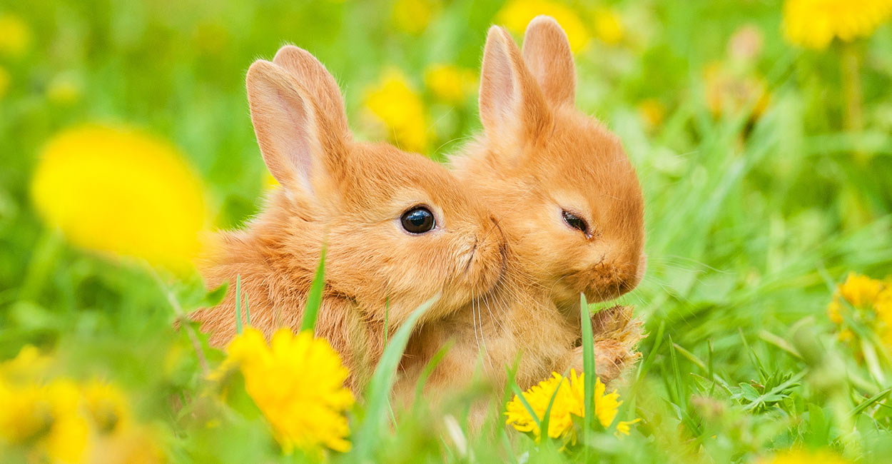 Build a Squad of Cute Baby Animals and We’ll Reveal What People Love Most About You baby rabbits