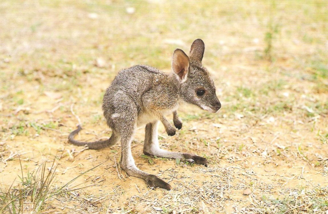 Build a Squad of Cute Baby Animals and We’ll Reveal What People Love Most About You baby kangaroos