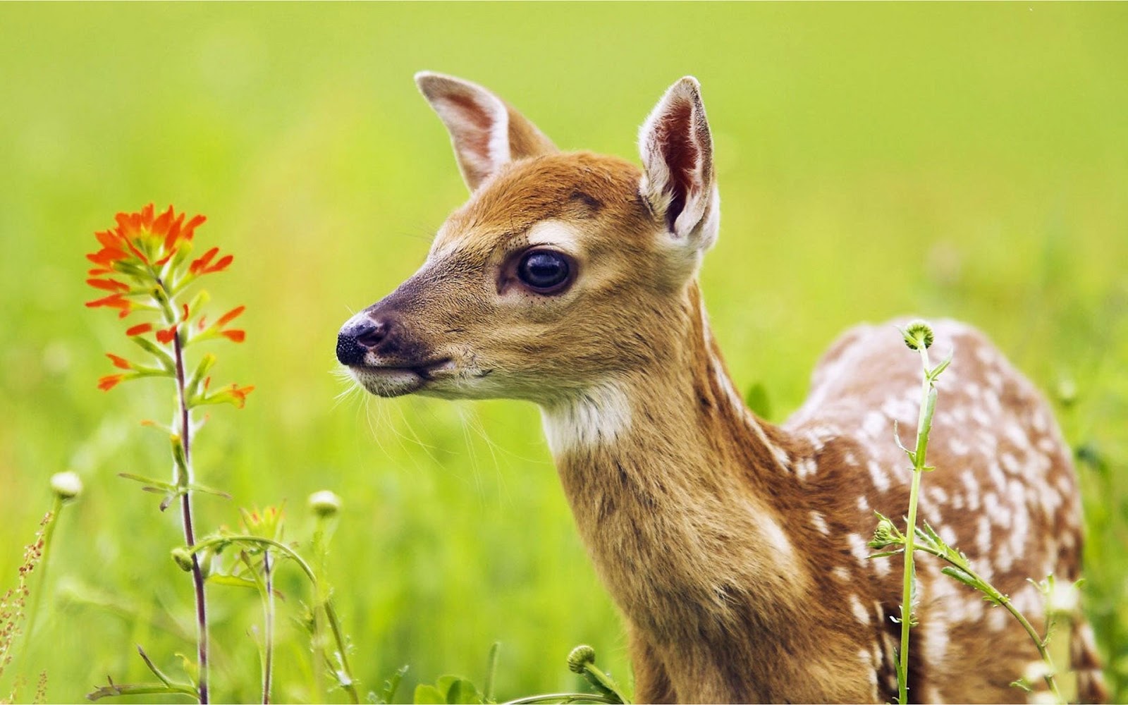 Build a Squad of Cute Baby Animals and We’ll Reveal What People Love Most About You baby Deers