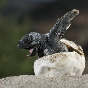 Fake Nerds Can Only Score 6 On This Quiz, But Real Nerds Can Score 12 Turtle
