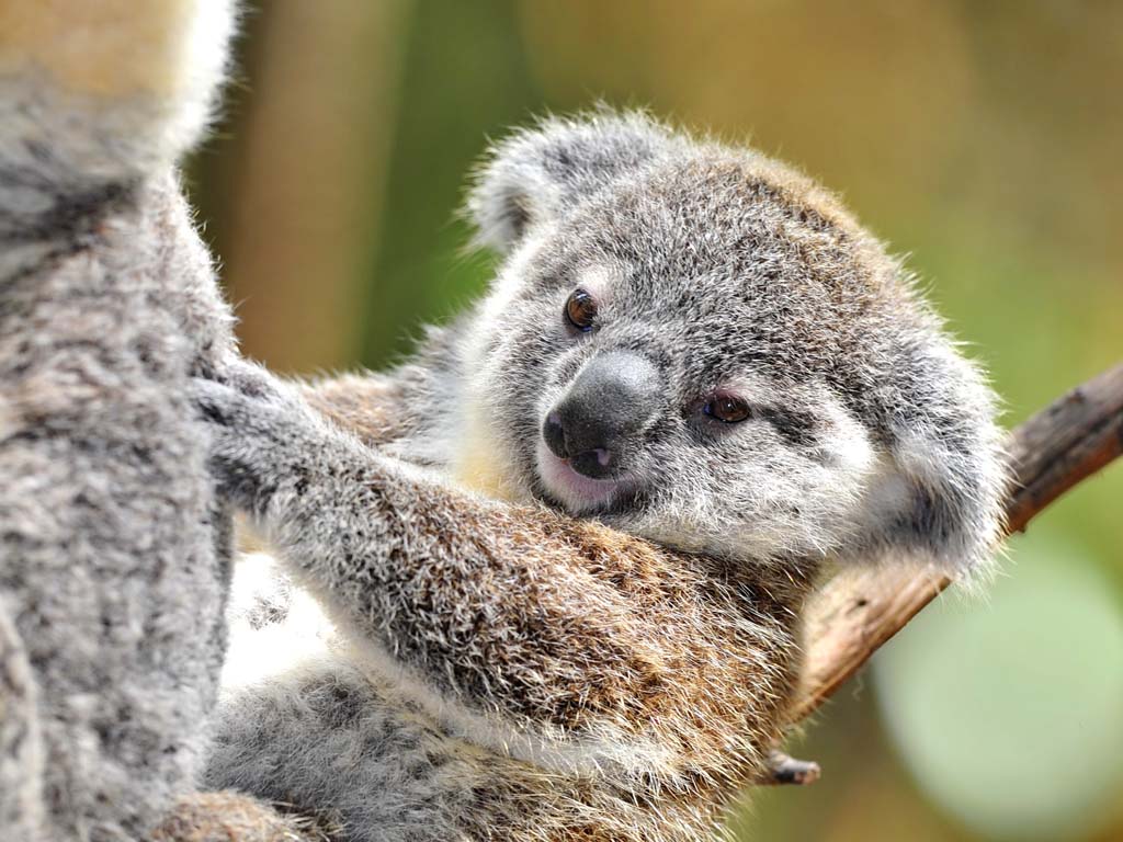 Build a Squad of Cute Baby Animals and We’ll Reveal What People Love Most About You Baby koala,koala,koala bear,baby animals,most adorable baby anim