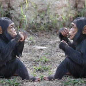 🦘 Even Wildlife Experts Can’t Get a Perfect Score on This Animal Quiz — Can You? Chimpanzees