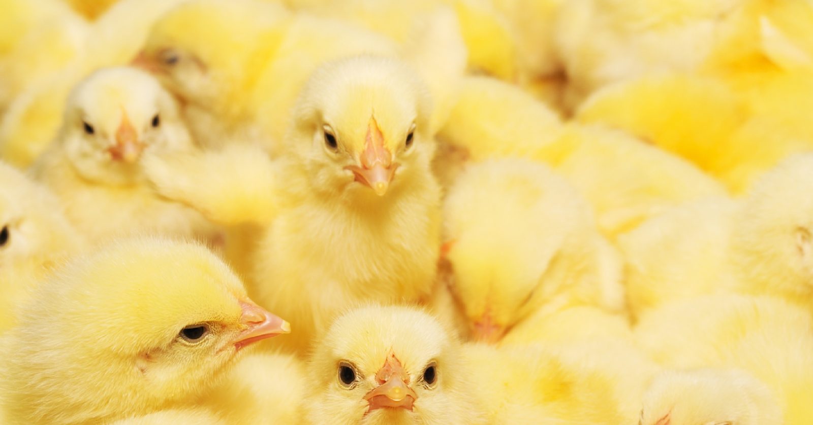 Build a Squad of Cute Baby Animals and We’ll Reveal What People Love Most About You baby chicks