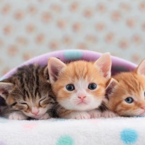 Foods Named After Animals Quiz Kittens