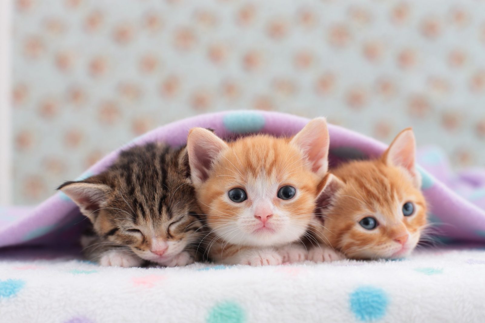 Build a Squad of Cute Baby Animals and We’ll Reveal What People Love Most About You kittens
