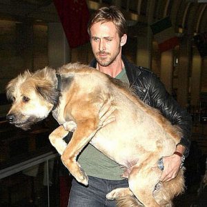 What Animal Am I? Ryan Gosling