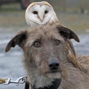 What Animal Am I? 