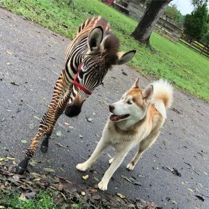 What Animal Am I? 